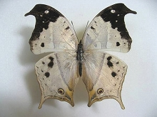 �f���v���C�V���W���^�e�n