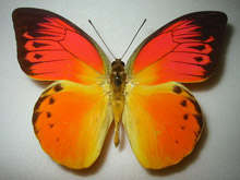 デタニヒイロツマベニチョウ