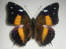 �f�E�J���I�������t�^�I