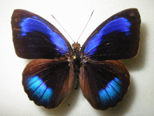 �G�E���^�A�C�C���^�e�n