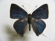 エリルスツメアシフタオシジミ