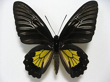 �t�B���s���L�V�^�A�Q�n