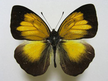 フラビペンニスメスシロチョウ