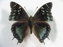 �O�f���A�i�t�^�I