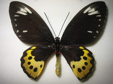 �S�N���N�g���o�l�A�Q�n