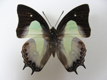 �w�[�x�t�^�I