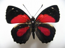 �q���x�j�����E�Y�}�L�^�e�n