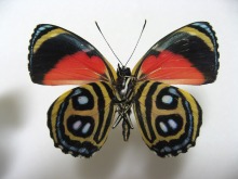 �q���x�j�����E�Y�}�L�^�e�n(��)