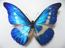 �w���i�����t�H