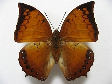 �n�[�����f�C�X�t�^�I