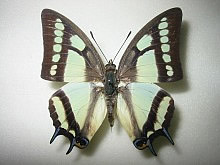 �q���t�^�I