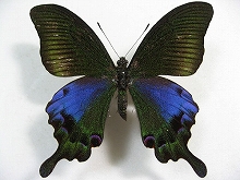 �z�b�|�A�Q�n