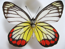 ヒパレーテカザリシロチョウ