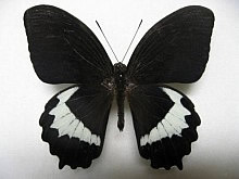 �փ����M�p�v�A�����L�A�Q�n