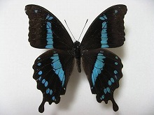 アゲハ蝶 標本 -アゲハ2-