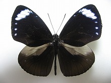 �z���V�������}�_��