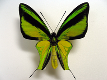 �q���I�g���o�l�A�Q�n