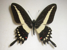 �L�I�r�A�Q�n