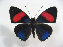 �z�\�o�E�Y�}�L�^�e�n