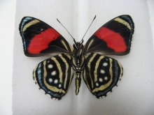 �z�\�o�E�Y�}�L�^�e�n(��)