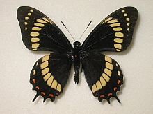 �C�`�����W�A�Q�n