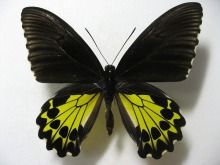 �w���i�L�V�^�A�Q�n