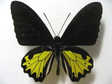 �w���i�L�V�^�A�Q�n