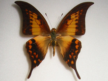 �J�M�o�A�Q�n