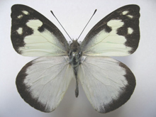 パンディオネトガリシロチョウ