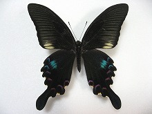 �N�W���N�A�Q�n