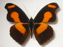 柔らかな質感の 極珍‼️マボロシアカネタテハ 蝶標本 - www