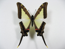 �L�~�h���I�i�K�^�C�}�C