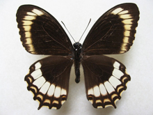 �J�m�v�X�l�b�^�C�����L�A�Q�n