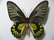 �R�E�g�E�L�V�^�A�Q�n