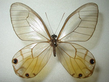 �L�����X�J�V�W���m��