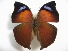 �J�o�C���V���W���^�e�n 