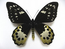 アゲハ蝶 標本 -トリバネアゲハ-