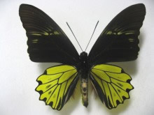 �N�T�r�����L�V�^�A�Q�n