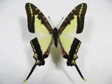 ���J���h�l�X�I�i�K�^�C�}�C