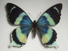 �����j�Z�c�o���A�Q�n