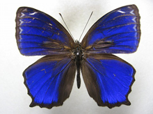 �����L�j�����q�J�Q