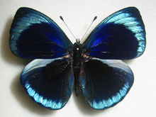 �}���o�l�A�J�l�^�e�n