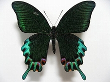 �~���h���J���X�A�Q�n