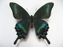 �~���}�J���X�A�Q�n