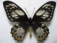 �~�h�����K�l�g���o�l�A�Q�n