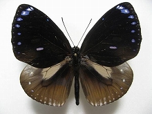 �}���o�l�����}�_��