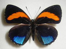 �����T�L�E�Y�}�L�^�e�n