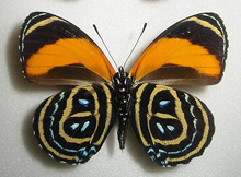 �����T�L�E�Y�}�L�^�e�n(��)