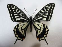 �i�~�A�Q�n