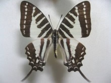 �m�~�E�X�^�C�}�C